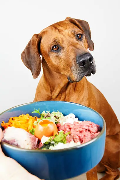 Dog Food for Rhodesian Ridgebacks
