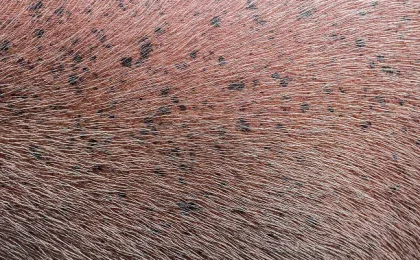 Bumps on Dogs Skin: What They Mean, When to Worry