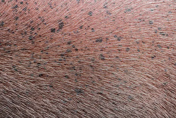 Bumps on Dogs Skin: What They Mean, When to Worry