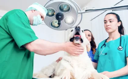 FHO Surgery in Dogs: A Complete Guide for Pet Owners