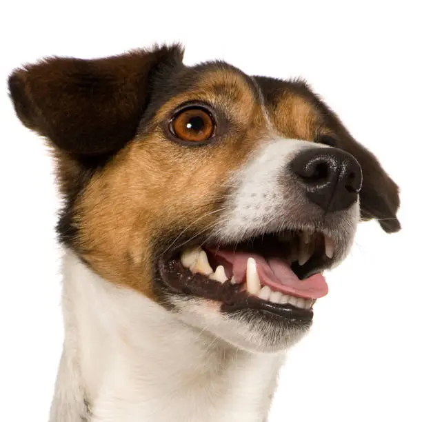 Dog Breath Stinks: Causes, Health Risks, and What You Can Do About It