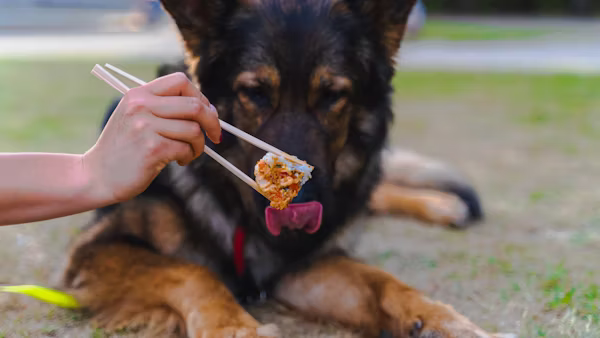 OC Raw Dog Food: A Practical Guide to Ingredients, Nutrition, and Raw Feeding