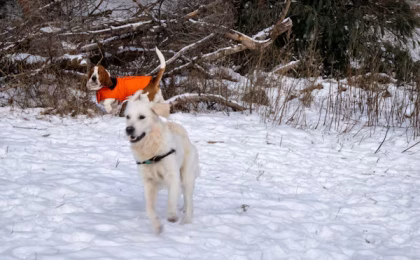 Pros and Cons of Antlers for Dogs