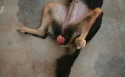 Dog Urinary Tract Infections (UTIs) What Every Dog Owner Should Know?