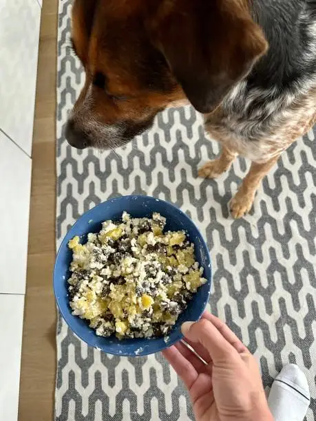 Ollie vs Farmer’s Dog: Which Fresh Dog Food Is Better?