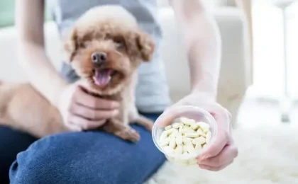 Visbiome for Dogs: A Complete Guide to Optimal Gut Health