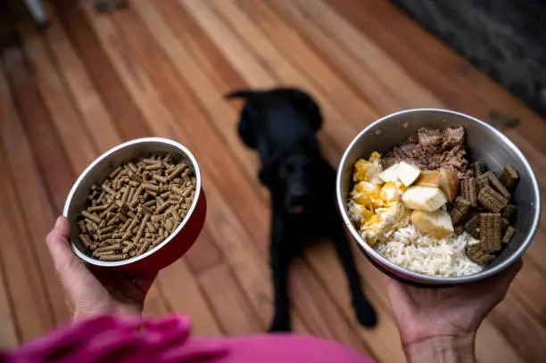 Ollie vs Farmer’s Dog Price: Which Fresh Dog Food Is More Affordable?