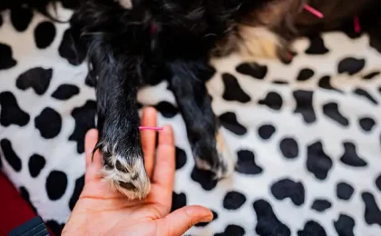What you need to know about Acupuncture for Dogs?