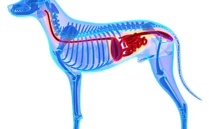 Dog Intestinal Blockage Timeline What Every Dog Owner Must Know?