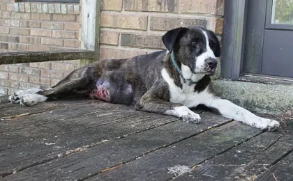 why is my dog peeing blood