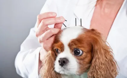 Dog Acupuncture Near Me Complete Guide to Holistic Healing for Your Pet