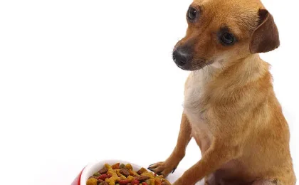 Acana Dog Food Reviews