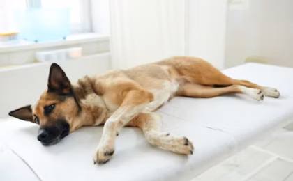 Dog Intestinal Blockage Timeline