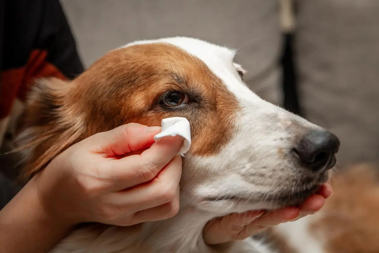 Dogs Eye Swollen All of a Sudden Treatment