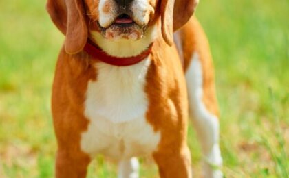 Best Dog Foods for Food Allergies