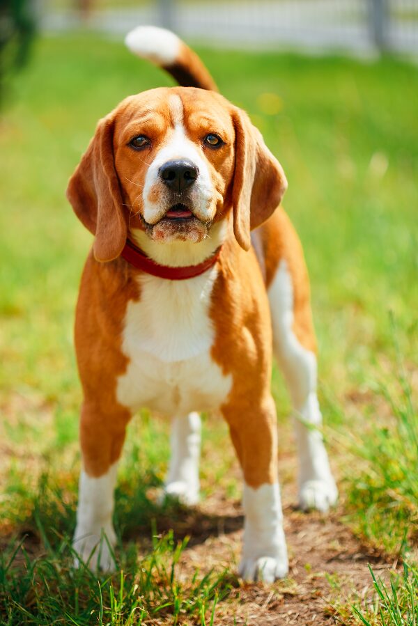 Best Dog Foods for Food Allergies
