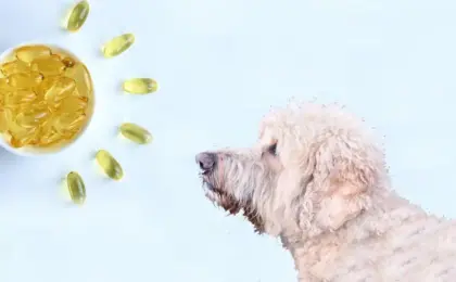 Omega 3 Dog Food Supplement