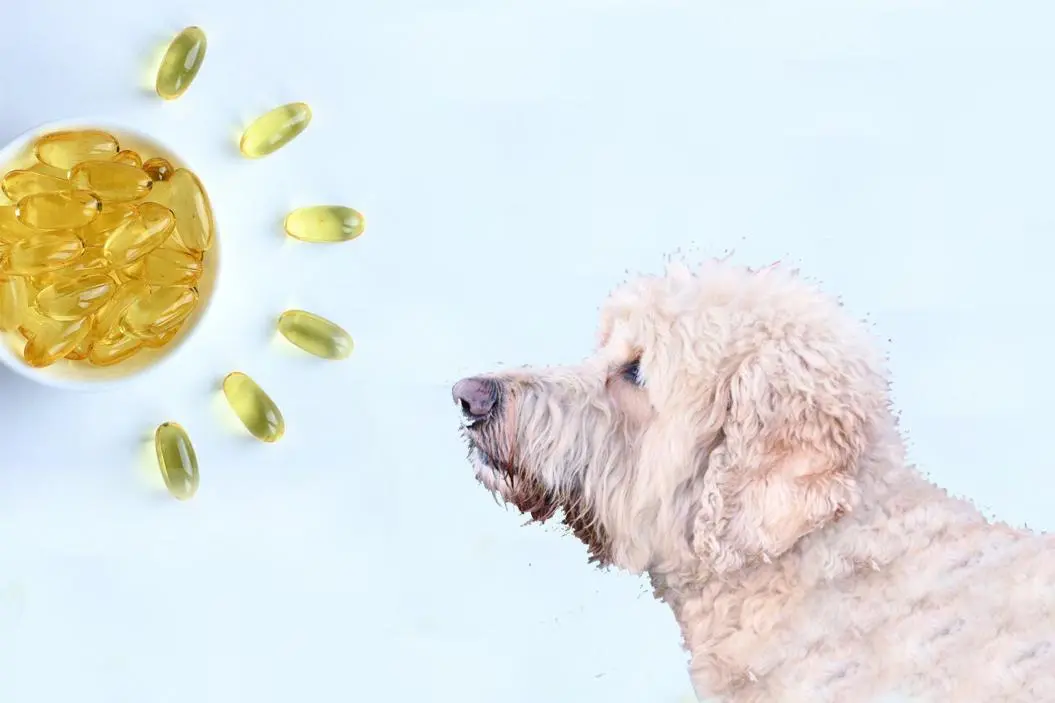 Omega 3 Dog Food Supplement