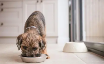 What’s the Best Dog Food for a Border Terrier?