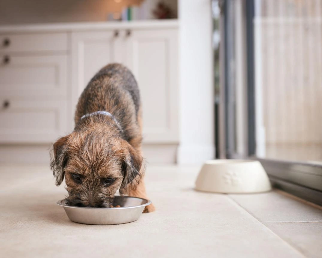 What’s the Best Dog Food for a Border Terrier?