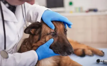 Dog Puffy Eyes Causes, Symptoms & What You Should Do?