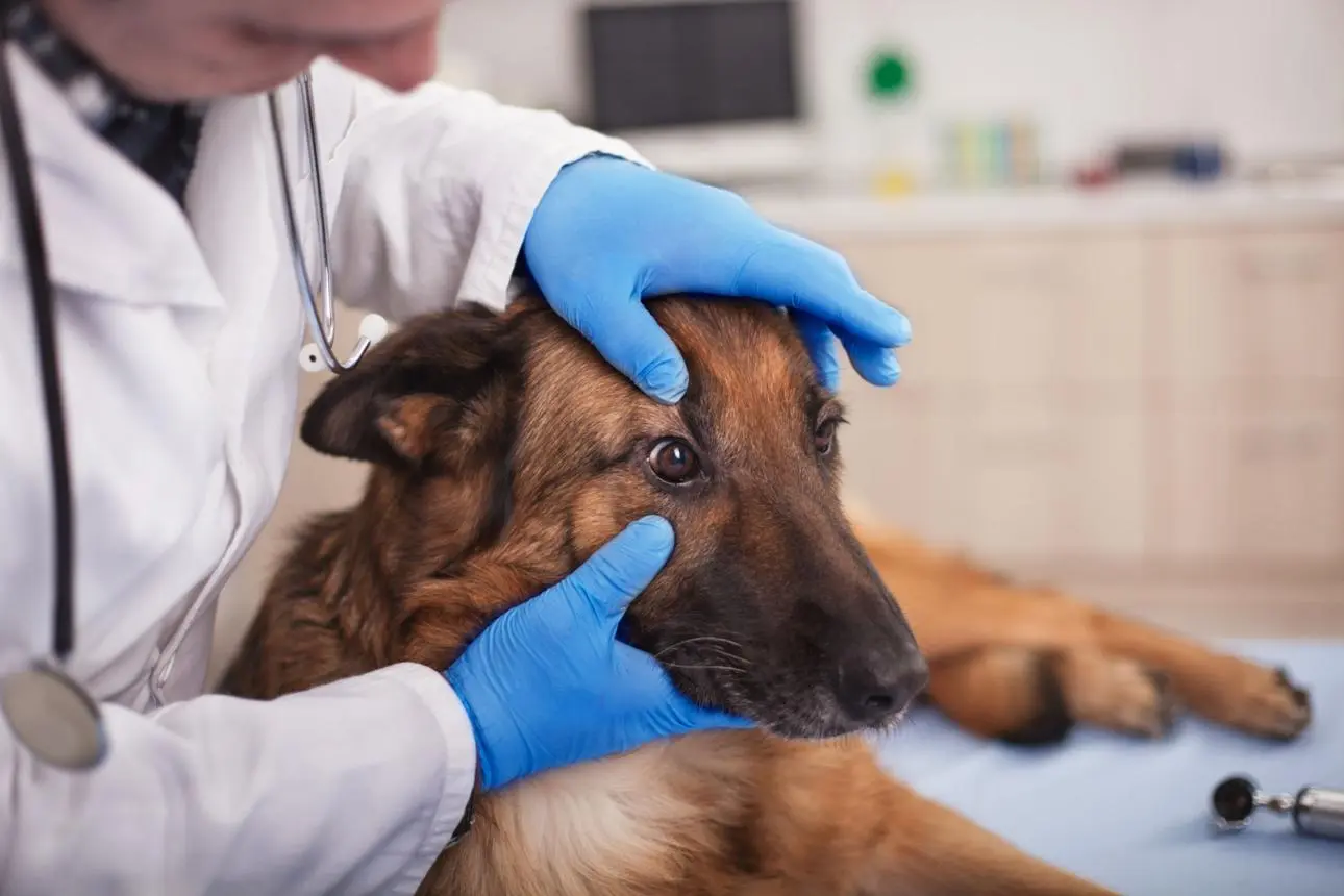 Dog Puffy Eyes Causes, Symptoms & What You Should Do?