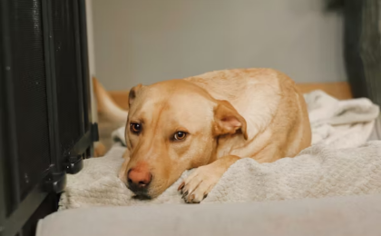 Long Term Dog Boarding Complete Guide for Safe Extended Dog Care