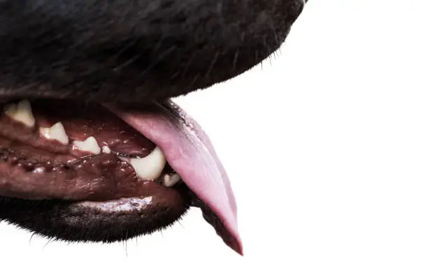 Dog Breath Stinks Like Poop Causes Warning Signs and What to Do