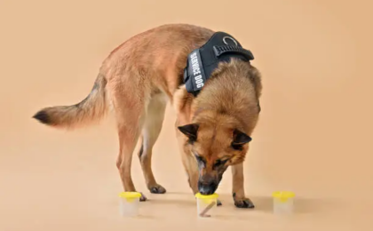 Dog Anal Gland Supplement Complete Guide for Scooting Fishy Odor and Healthy Stools