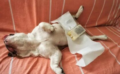 Help With Dog Neutering Cost