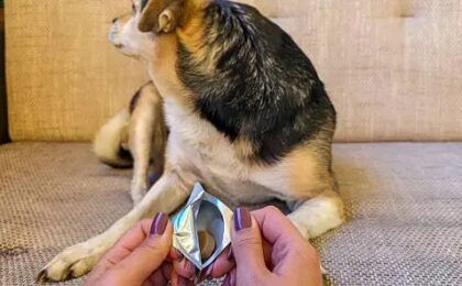 Rejensa for Dogs