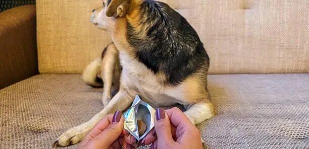 Rejensa for Dogs