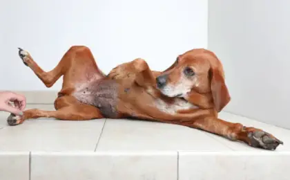 Why Is My Dog Peeing Blood But Acting Normal?