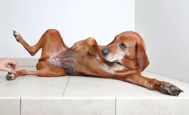 Why Is My Dog Peeing Blood But Acting Normal?