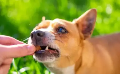 Low Calorie Dog Treats