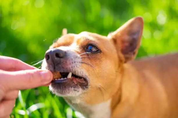 Low Calorie Dog Treats