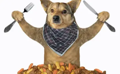 Best Dog Foods Recommended by Vets