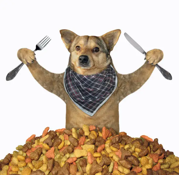 Best Dog Foods Recommended by Vets