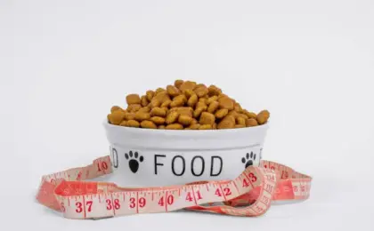 Best Dog Foods for Weight Loss Complete Guide for Healthier Happier Dogs