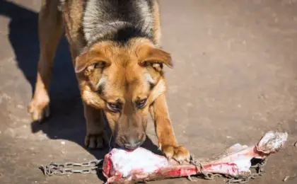 Best Puppy Foods for German Shepherds