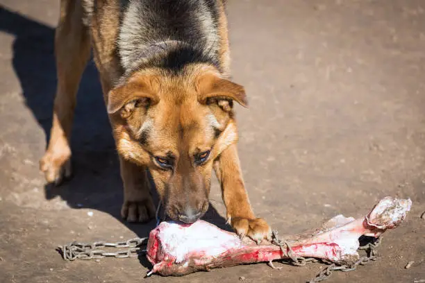 Best Puppy Foods for German Shepherds