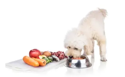 Best Dog Food for Diabetes Mellitus Vet Guided Diet Tips for Diabetic Dogs