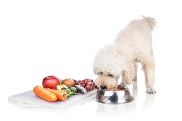 Best Dog Food for Diabetes Mellitus Vet Guided Diet Tips for Diabetic Dogs