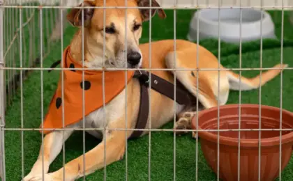 Long Term Dog Boarding Near Me How to Find Safe Extended Care for Your Dog