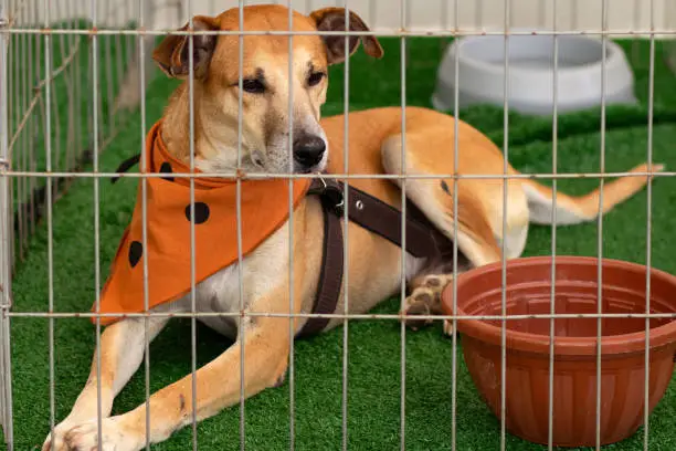 Long Term Dog Boarding Near Me How to Find Safe Extended Care for Your Dog
