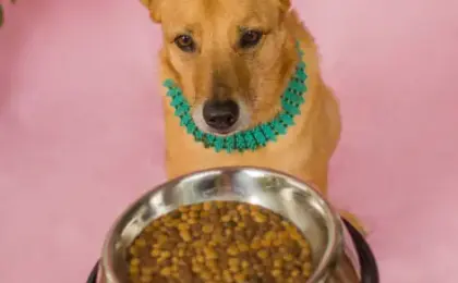 Kangaroo Dog Food Complete Guide to This Novel Protein Diet for Dogs