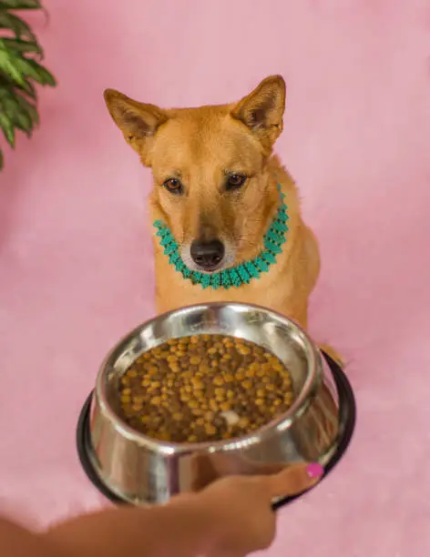 Kangaroo Dog Food Complete Guide to This Novel Protein Diet for Dogs