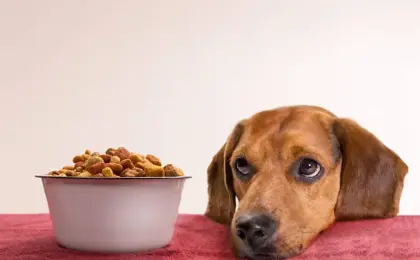 Best Freeze Dried Dog Food Complete Guide for Healthier Dogs