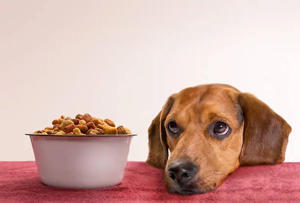 Best Freeze Dried Dog Food Complete Guide for Healthier Dogs