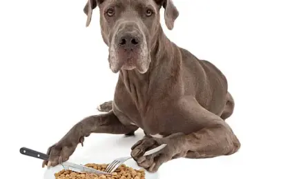 Best Large Breed Dog Food Complete Guide to Healthy Nutrition for Big Dogs